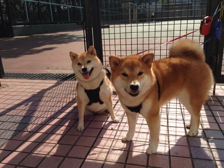 玻利维亚式坚韧，比利亚雷亚尔如何被稳稳拿下，本泽马化身关键先生